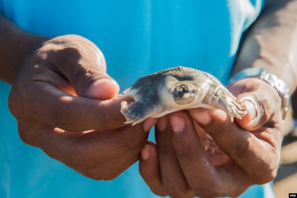 One guest, one turtle, one future
